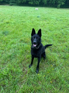 OAKLEY - KENT